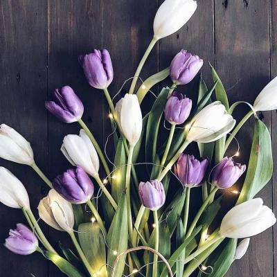 一肖三码下载手机版